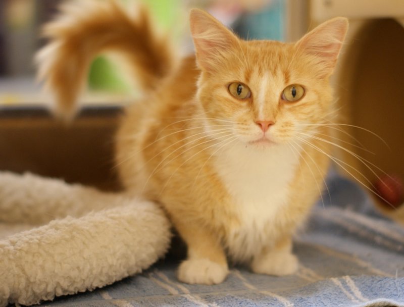 Marmelade - adopted