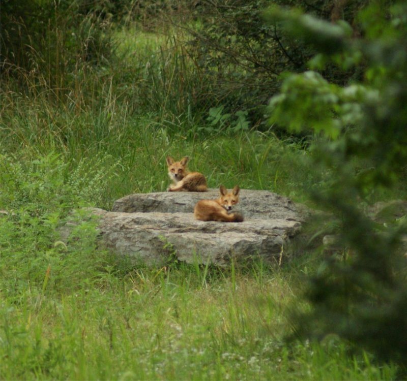 Mr. & Mrs. Fox