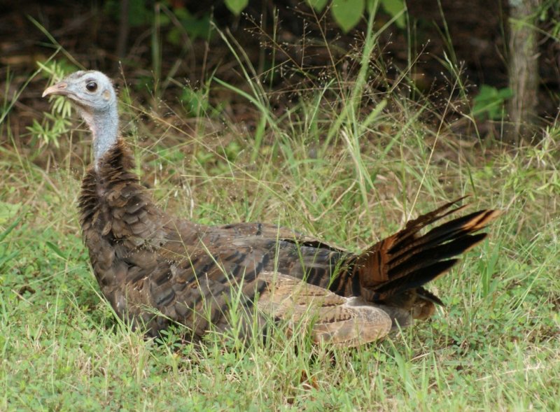 Wild Turkey