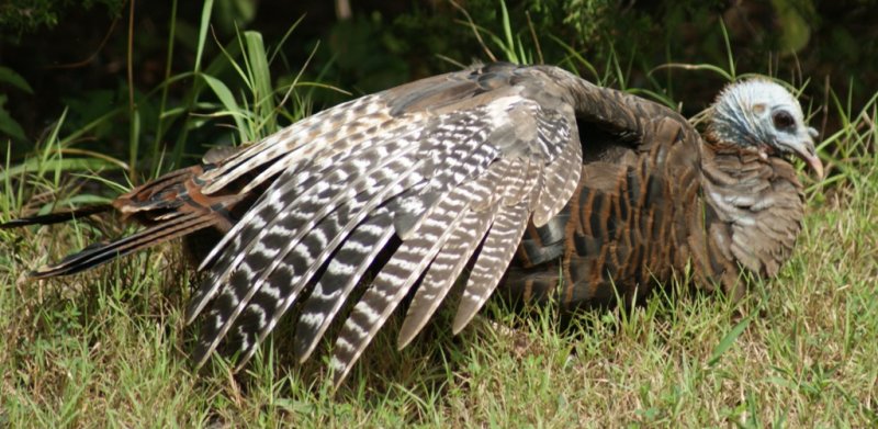Wild Turkey