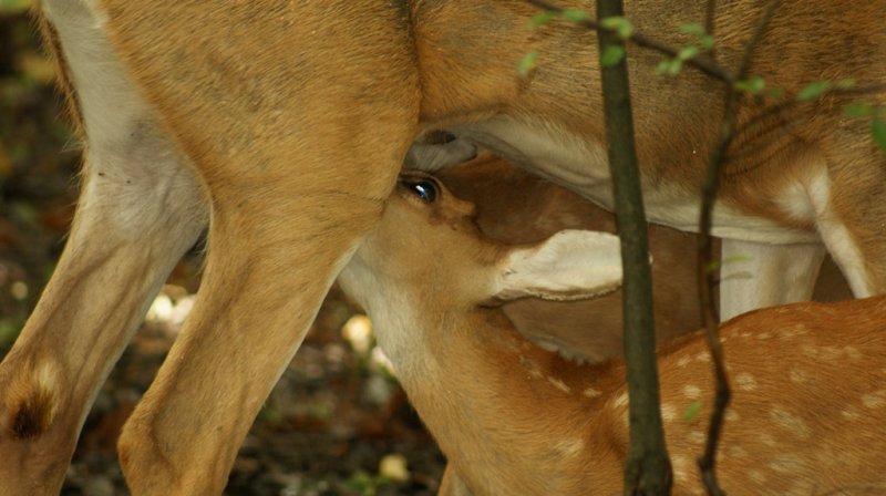 Nursing Fawn