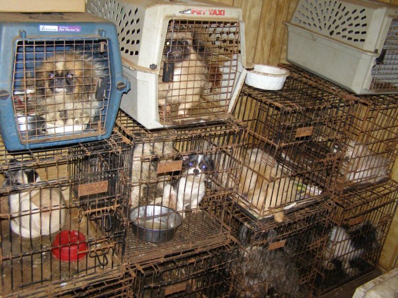 cages 2