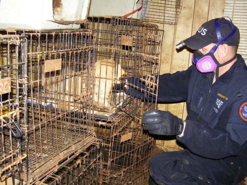 Scotlund removing another dog