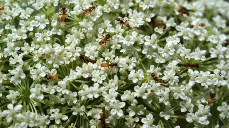 Ants on Queen Anns Lace