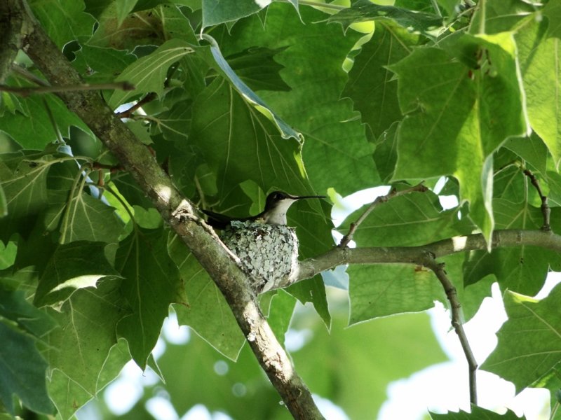 Resting