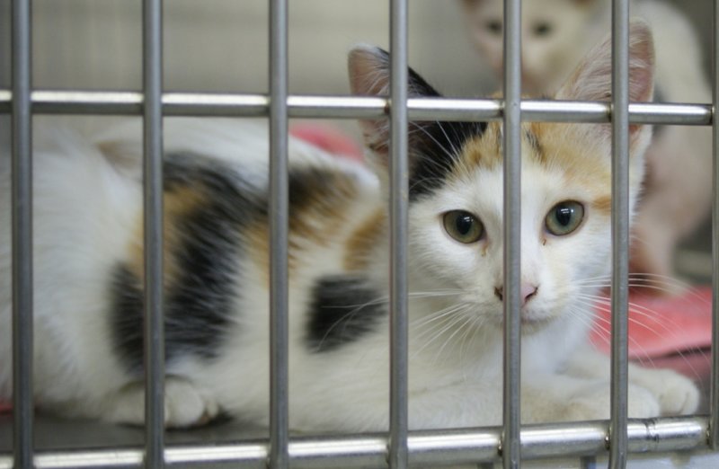 Calico kitten