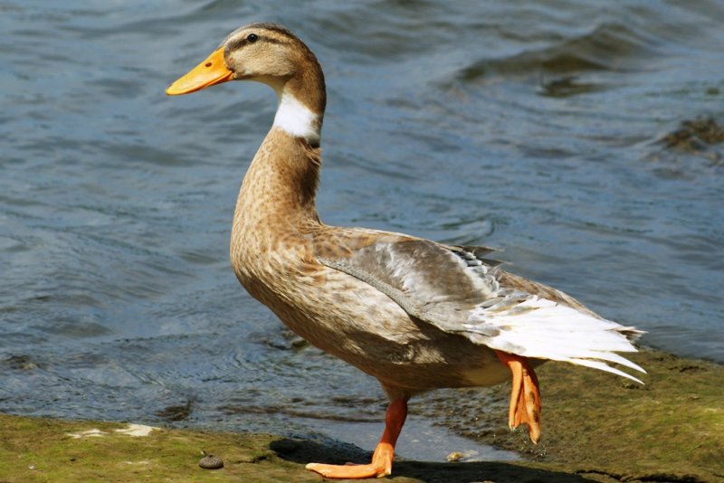 duck yoga