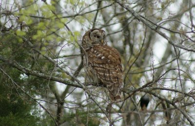 Barred Owl