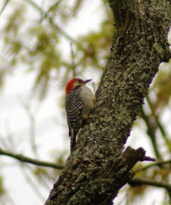 DSC02545.JPG