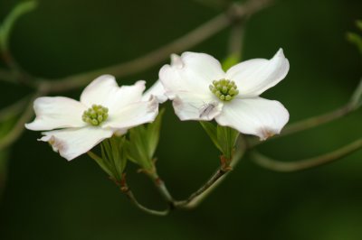 dogwood 2.jpg