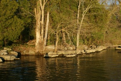 old hickory lake shoreline.JPG