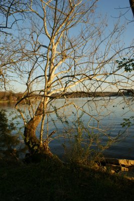 shoreline old hickory lake.JPG