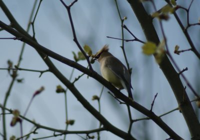 cedar waxwing