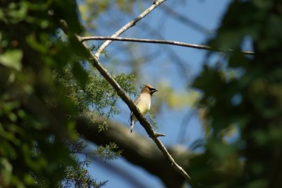 cedar waxwing female