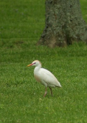 Cattle Egret Old Hickory Lake