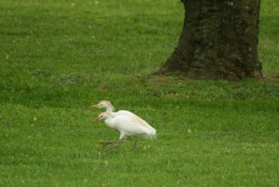 Cattle Egret