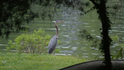 Great Blue Heron