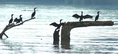 cormorants.jpg
