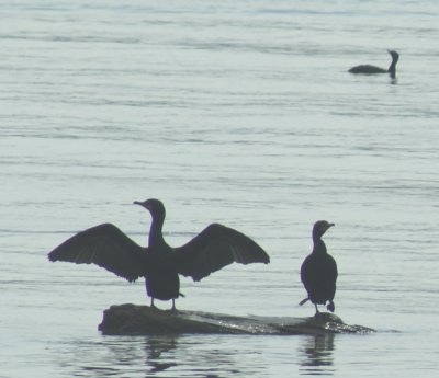 cormorants3.jpg