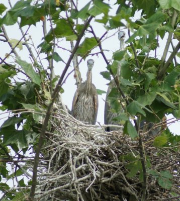 Baby Great Blue Herons