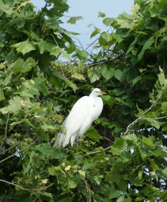 egret.jpg