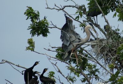 Heron with stick to reinforce nest