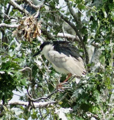 Black Crowned Night Heron Mating feathers