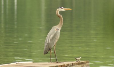 Great Blue Heron with fishing line on leg