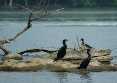 cormorants  and wood duck