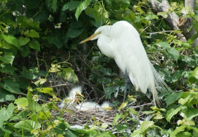baby white egrets
