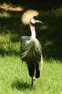 African Crowned Crane1.JPG