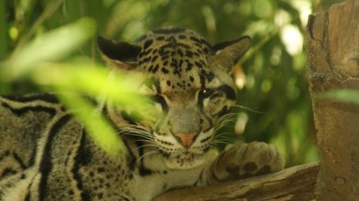 Clouded Leopard.JPG