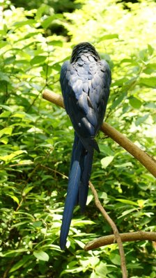Hyacinth Macaw3.JPG