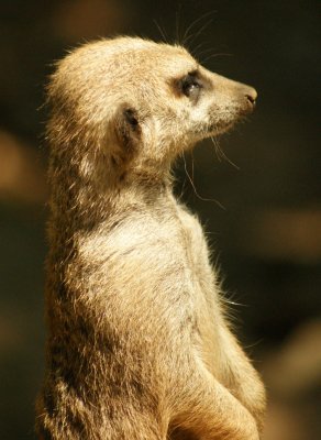 meerkat1.JPG
