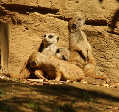 meerkat day care.JPG