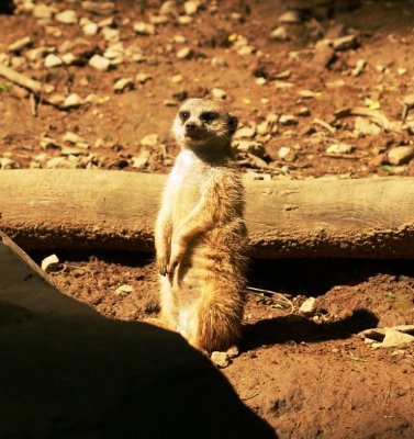 meerkat standing watch.JPG