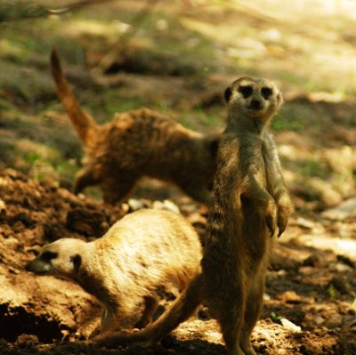 meerkats.JPG