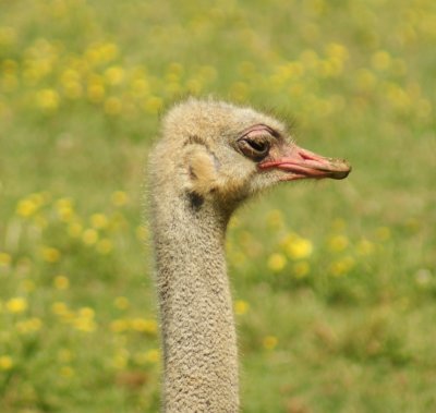ostrich male.JPG