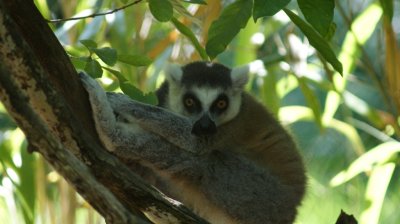 ringtail lemur.JPG