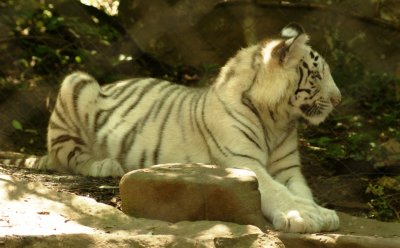 white tiger cub2.JPG