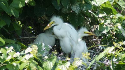 baby egret1 6-7