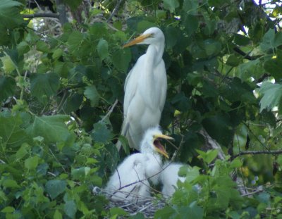 baby egrets2 6-7.JPG