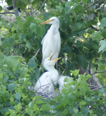 baby egrets3 6-7