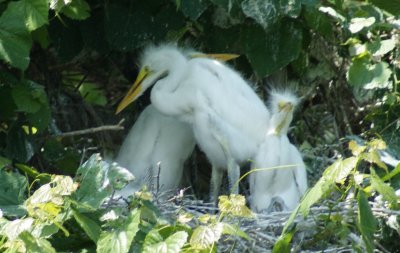 baby egrets 6-7.JPG