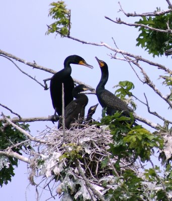 cormorant adults nesting