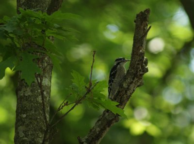 woodpecker3.jpg