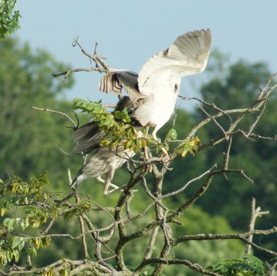 This is how you spread your wings