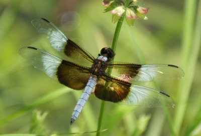 whitetail dragonfly.JPG