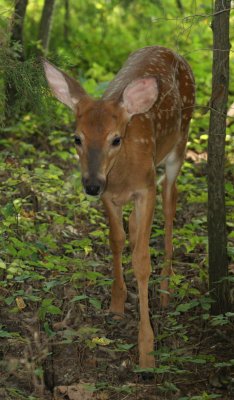 Fawn