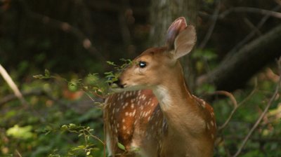 Fawn profile